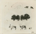 Image of Eskimo [Inughuit] Drawings, arctic animals and birds